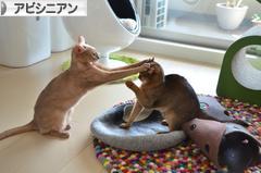 にほんブログ村 猫ブログ アビシニアンへ