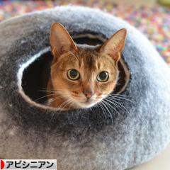 にほんブログ村 猫ブログ アビシニアンへ