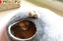 にほんブログ村 猫ブログ アビシニアンへ