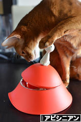 にほんブログ村 猫ブログ アビシニアンへ