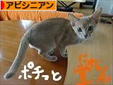 にほんブログ村 猫ブログ アビシニアンへ