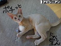 にほんブログ村 猫ブログ アビシニアンへ