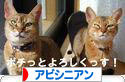 にほんブログ村 猫ブログ アビシニアンへ