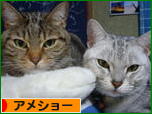にほんブログ村 猫ブログ アメショーへ