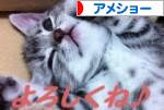 にほんブログ村 猫ブログ アメショーへ