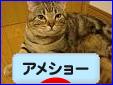 にほんブログ村 猫ブログ アメショーへ