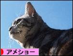にほんブログ村 猫ブログ アメショーへ