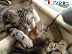 にほんブログ村 猫ブログ アメショーへ