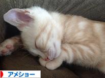 にほんブログ村 猫ブログ アメショーへ