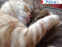 にほんブログ村 猫ブログ アメショーへ