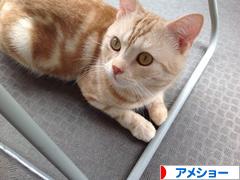 にほんブログ村 猫ブログ アメショーへ