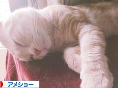 にほんブログ村 猫ブログ アメショーへ