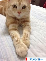 にほんブログ村 猫ブログ アメショーへ