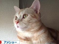 にほんブログ村 猫ブログ アメショーへ