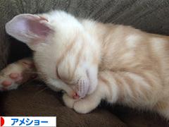 にほんブログ村 猫ブログ アメショーへ