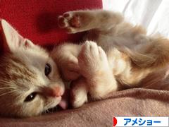 にほんブログ村 猫ブログ アメショーへ