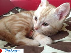 にほんブログ村 猫ブログ アメショーへ