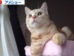にほんブログ村 猫ブログ アメショーへ