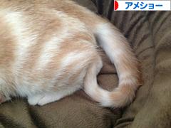 にほんブログ村 猫ブログ アメショーへ
