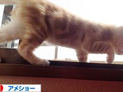 にほんブログ村 猫ブログ アメショーへ