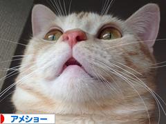 にほんブログ村 猫ブログ アメショーへ