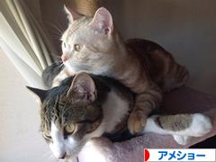 にほんブログ村 猫ブログ アメショーへ