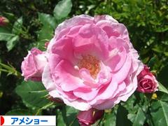 にほんブログ村 猫ブログ アメショーへ