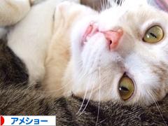 にほんブログ村 猫ブログ アメショーへ