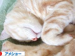 にほんブログ村 猫ブログ アメショーへ