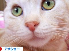 にほんブログ村 猫ブログ アメショーへ
