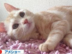 にほんブログ村 猫ブログ アメショーへ