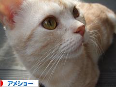 にほんブログ村 猫ブログ アメショーへ