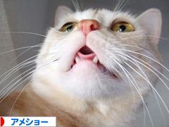 にほんブログ村 猫ブログ アメショーへ