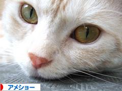 にほんブログ村 猫ブログ アメショーへ