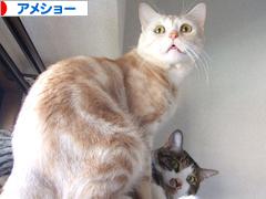 にほんブログ村 猫ブログ アメショーへ