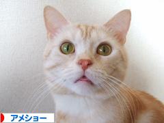 にほんブログ村 猫ブログ アメショーへ