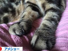 にほんブログ村 猫ブログ アメショーへ