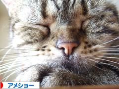 にほんブログ村 猫ブログ アメショーへ