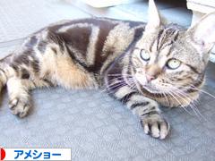 にほんブログ村 猫ブログ アメショーへ