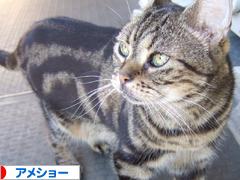 にほんブログ村 猫ブログ アメショーへ
