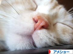にほんブログ村 猫ブログ アメショーへ