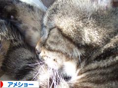 にほんブログ村 猫ブログ アメショーへ