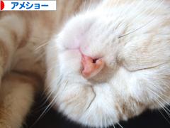 にほんブログ村 猫ブログ アメショーへ