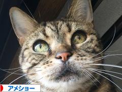 にほんブログ村 猫ブログ アメショーへ