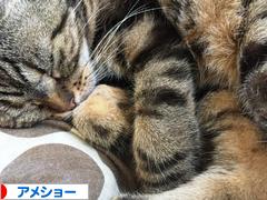 にほんブログ村 猫ブログ アメショーへ