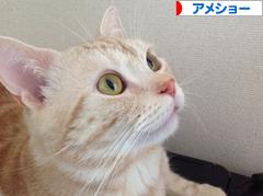 にほんブログ村 猫ブログ アメショーへ