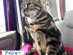 にほんブログ村 猫ブログ アメショーへ