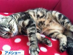 にほんブログ村 猫ブログ アメショーへ