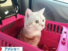 にほんブログ村 猫ブログ アメショーへ