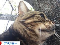 にほんブログ村 猫ブログ アメショーへ